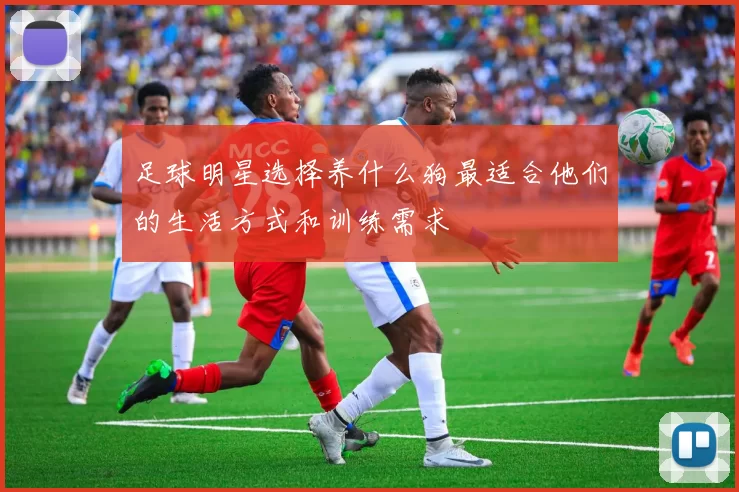 足球明星选择养什么狗最适合他们的生活方式和训练需求